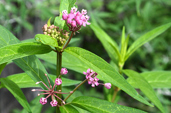 071514_milkweed-native