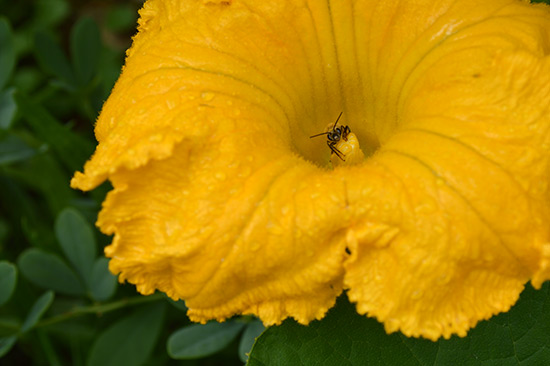 071514_pumpkin-bloom-bee