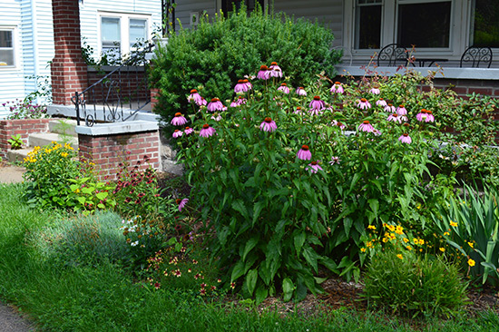 South Pollinator Bed