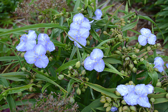 071514_spiderwort