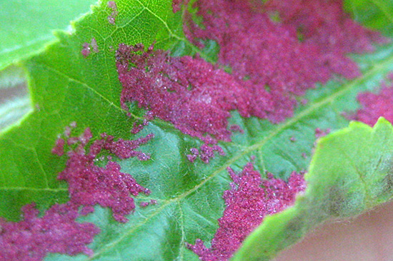 Erineum Gall Detail