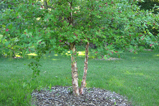 Betula nigra with Leaf Gall