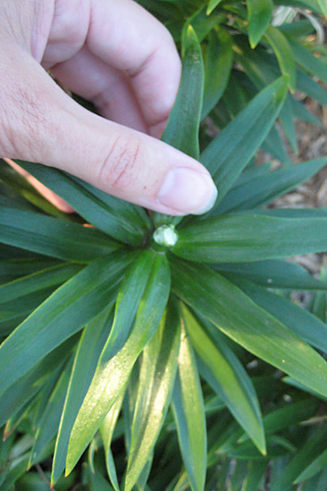 071713_Asiatic-lily-deadhead