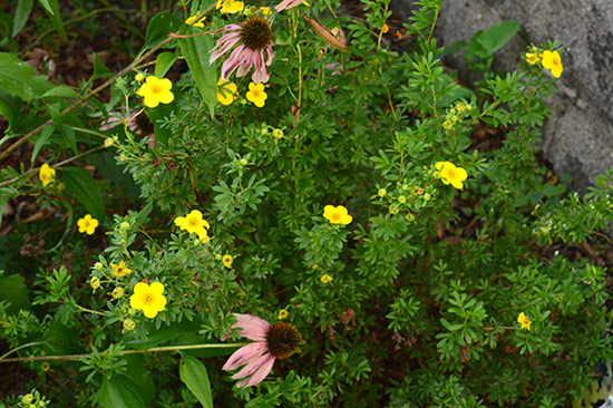 Potentilla