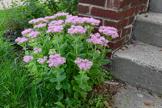 Sedum