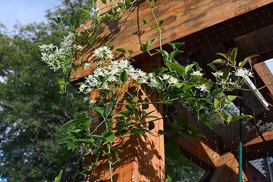 Sweet Autumn Clematis