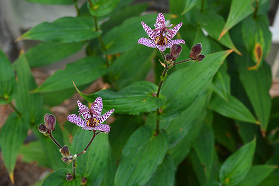 Toad Lily