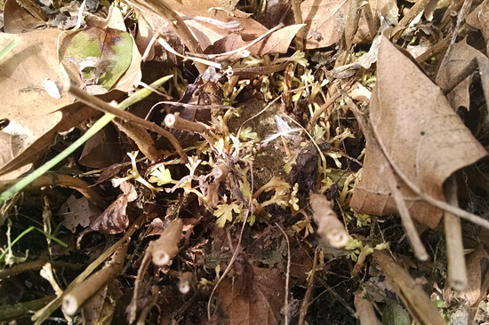 031315_mum-sprouts