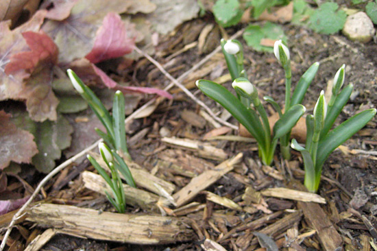 031515_young-snowdrops-coralbell
