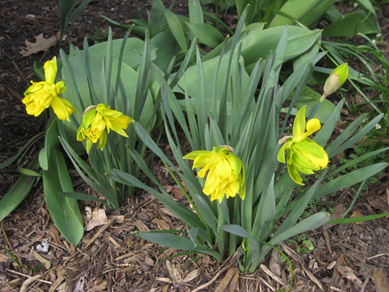 041515_daffodils