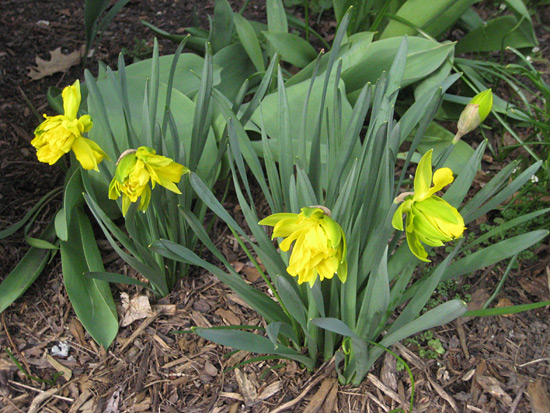 041515_daffodils