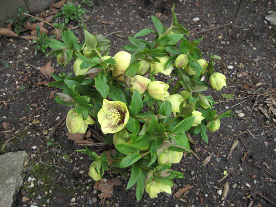 041515_lenten-rose