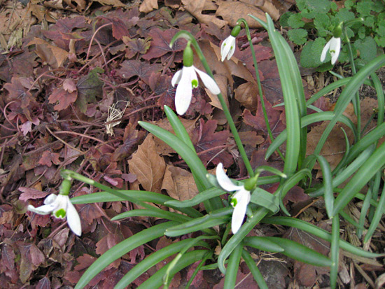 Snow Drops