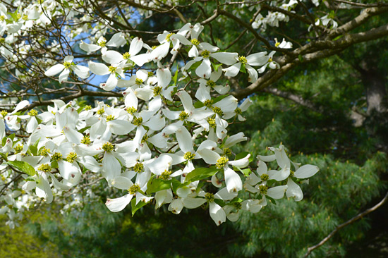 dogwood