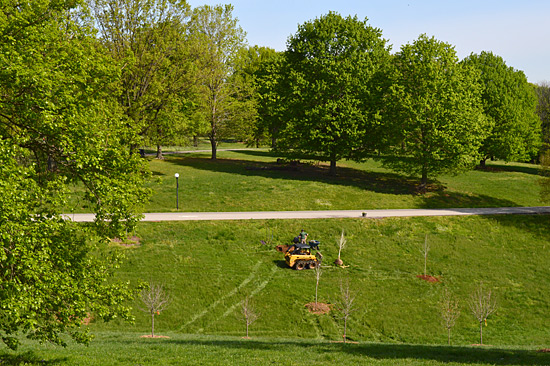 planting trees