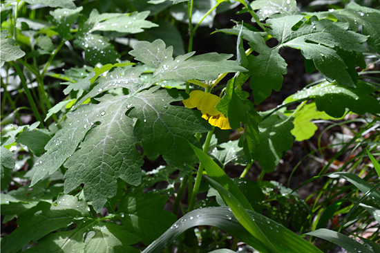 042615-mayapple