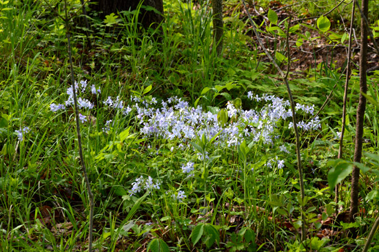 042615-wildflowerPatch