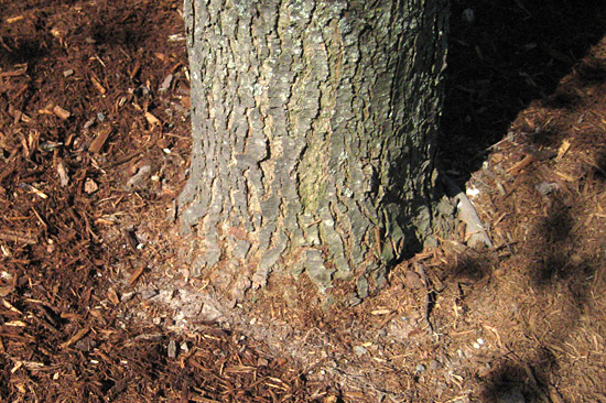 Correct Way to Mulch Tree