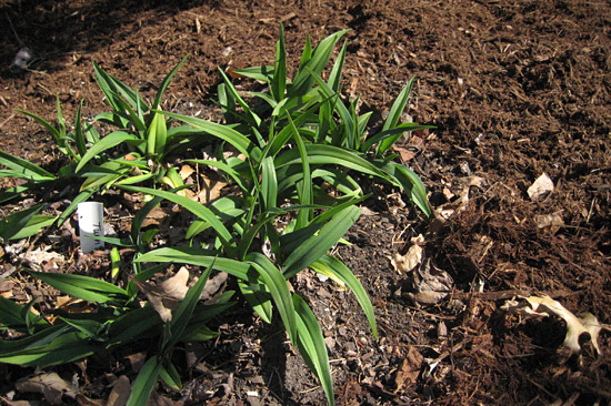 Mulching Lilies