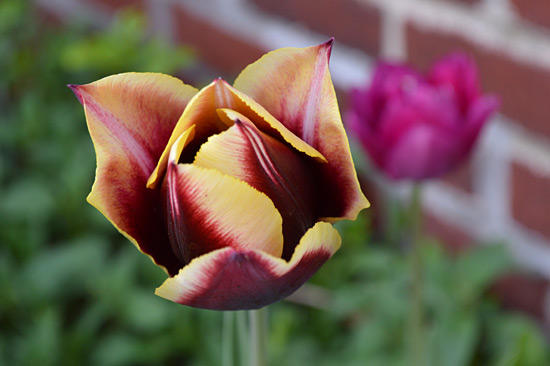 050415_yellow-maroon-tulip