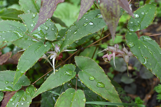 051515_Epimedium-Portland