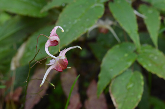 051515_Epimedium-Portland2