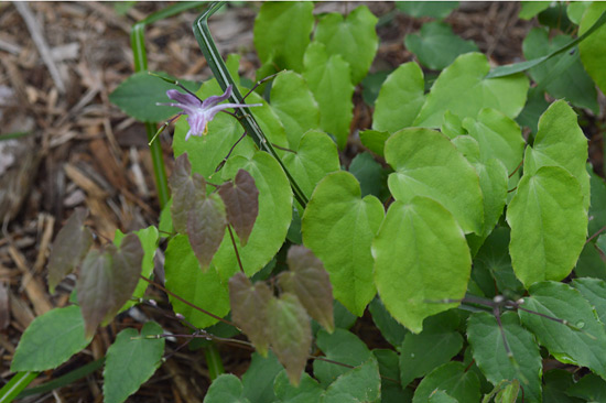 051515_Epimedium-lilafee