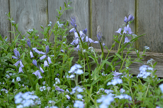 051515_bluebells