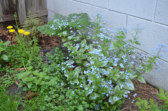 051515_brunnera