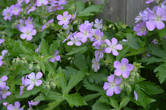 051515_cranesbill