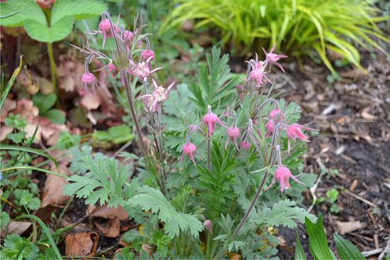 051515_geum-prairie-smoke