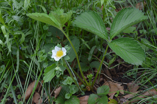 051515_strawberry-bloom