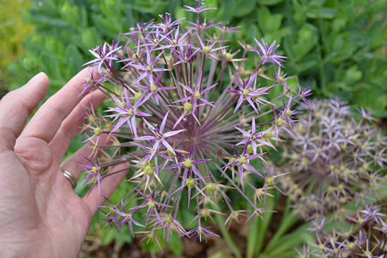 061515_allium