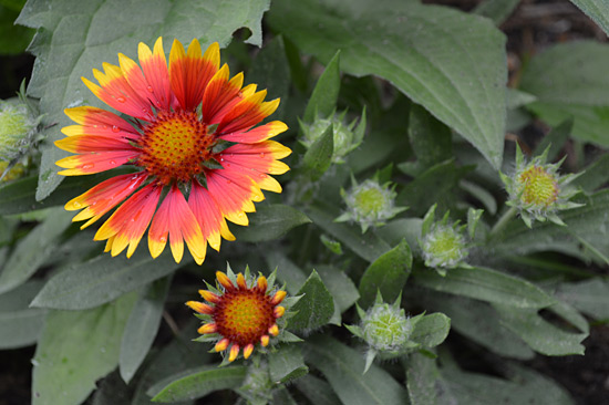 Blanket Flower