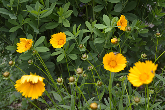 061515_coreopsis