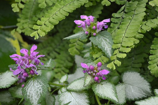 061515_lamium