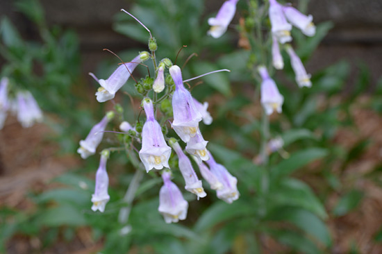 061515_native-beardtongue