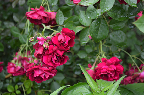 061515_red-climbing-rose