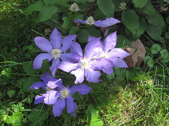 071515-clematis