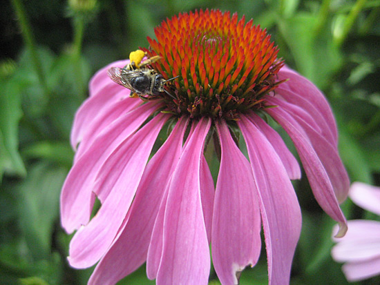 071515-coneflower