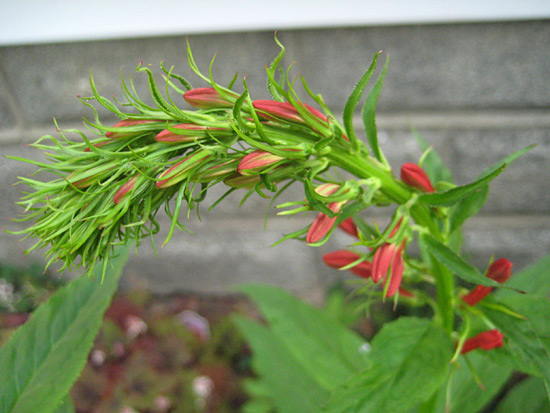 071515-native-cardinal-flower