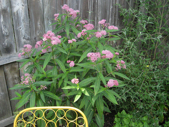 071515-swamp-milkweed