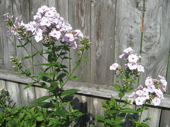 071515-tall-garden-phlox