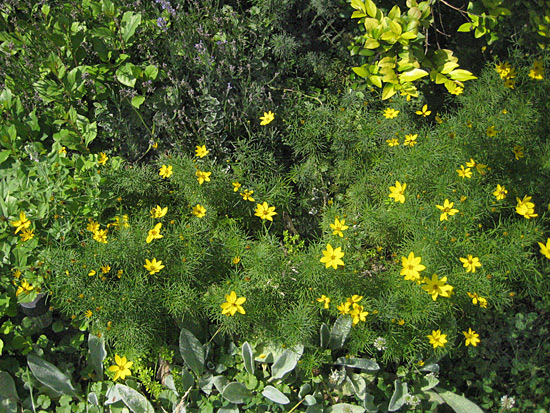 071515-threadleaf-coreopsis