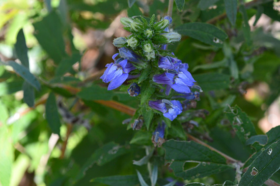 081515-blue-lobelia