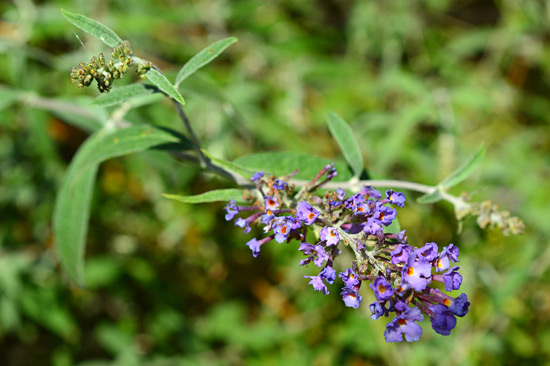 081515-butterfly-bush