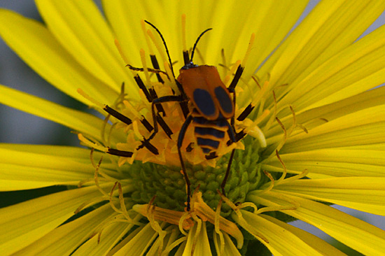 081515-cup-plant-pollinator