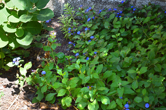 081515-plumbago-sbed