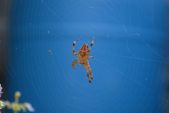 091815-crossOrbweaver