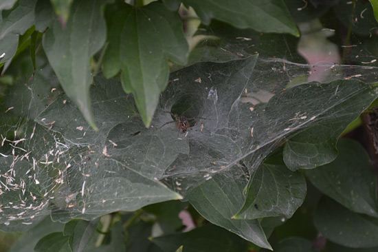 091815-funnelWebSpider